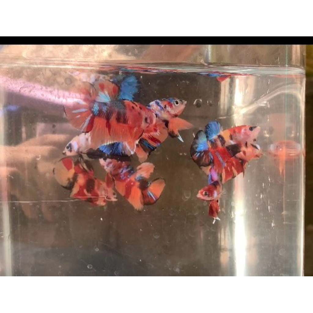 Ikan Cupang Plakat Koi Multicolour Galaxy dengan Warna Acak