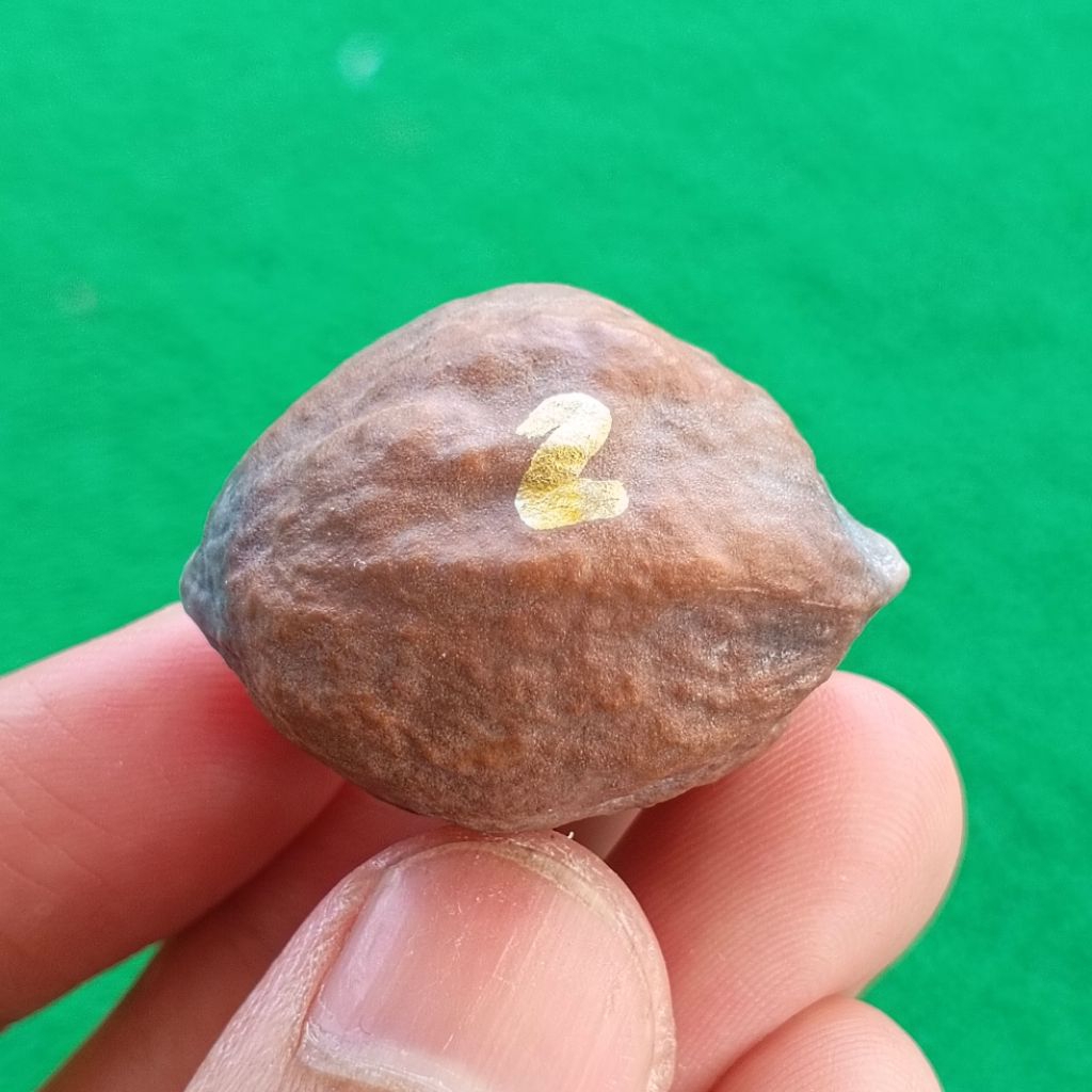 Muncang Adu Mayit Edotensei kode 2