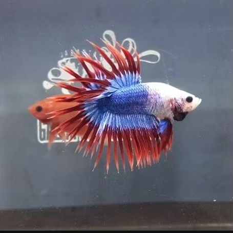 CUPANG CROWTAIL / CUPANG SERIT MASKOT