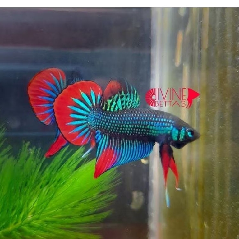 wild betta imbellis line thailand sehat garansi