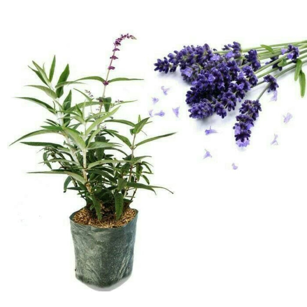 tanaman hias lavender tanaman hias