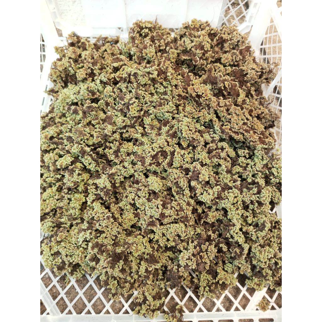 Azolla Kering 100 gram