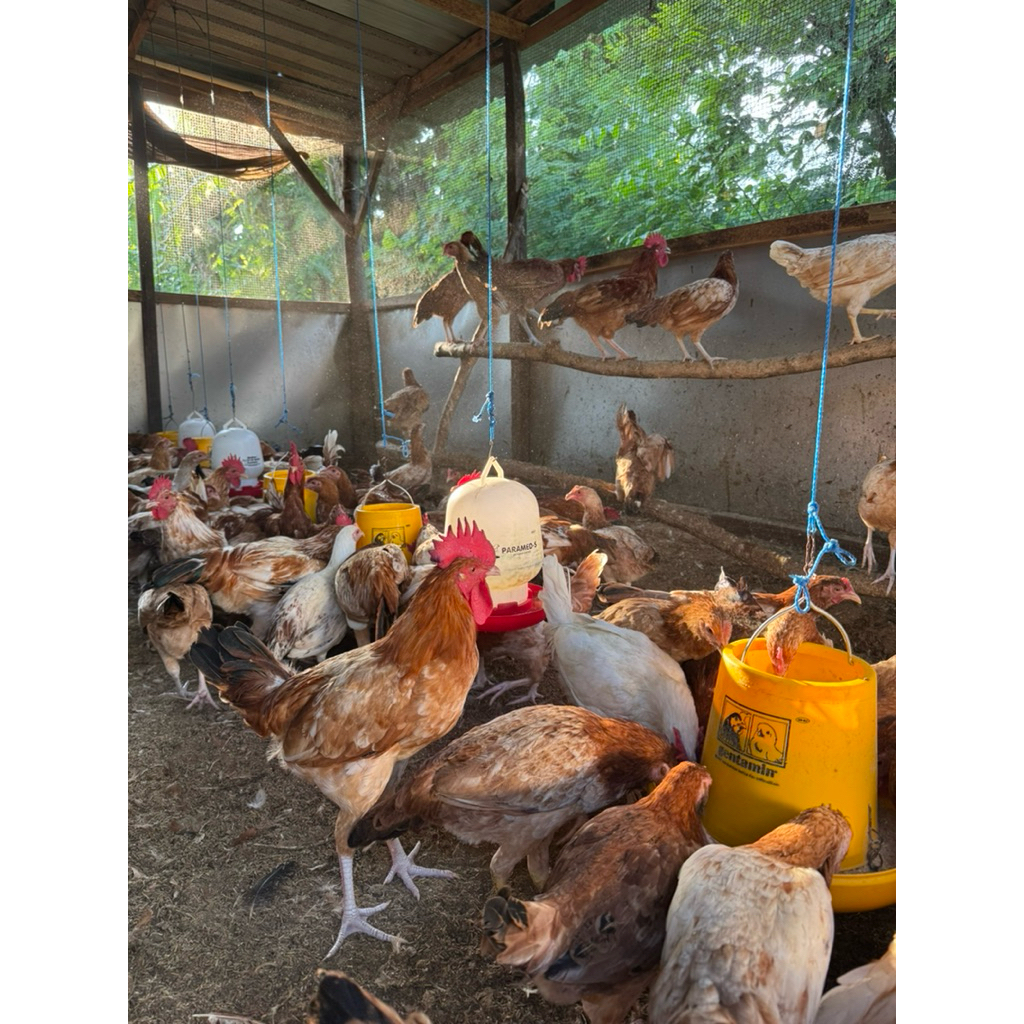 Ayam Elba ayam kampung petelur