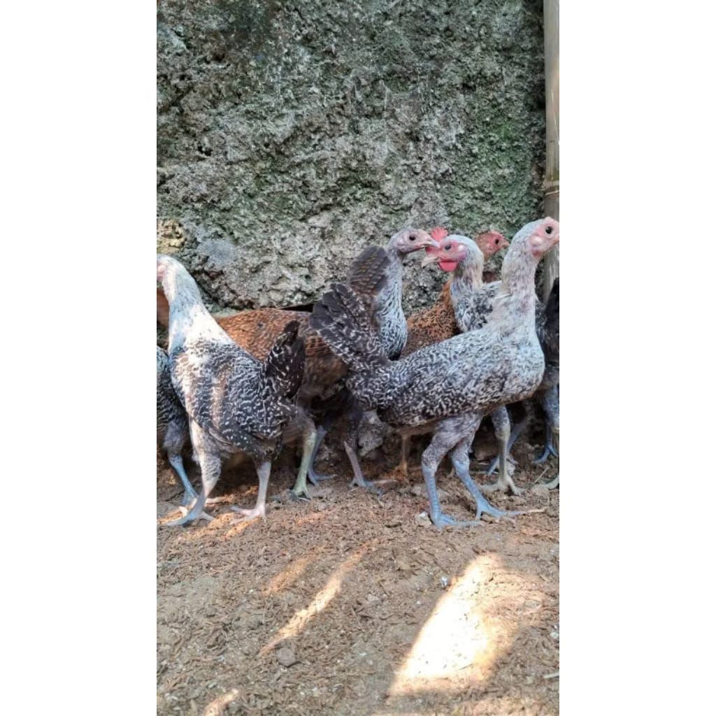 ayam petelur arab betina usia 4 bulan