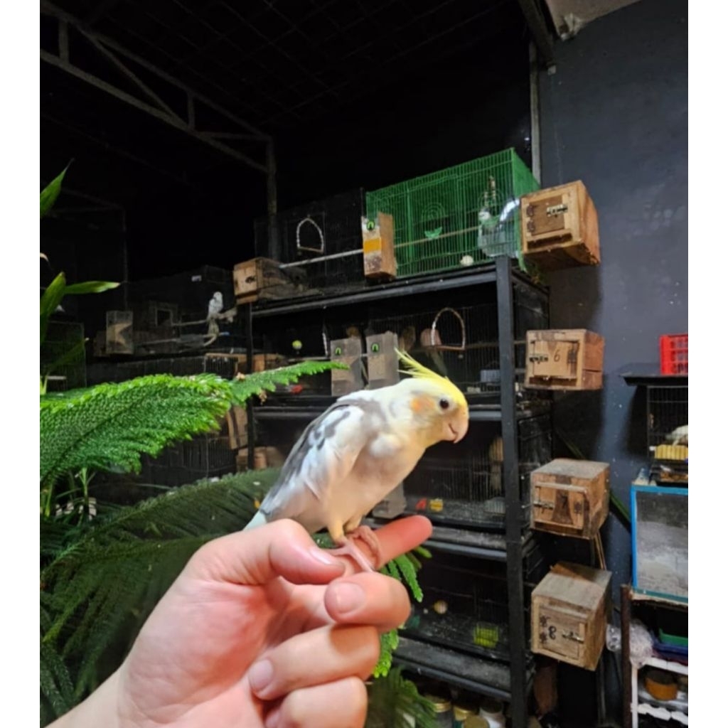 burung parkit australia atau falk jinak albino lutino pied