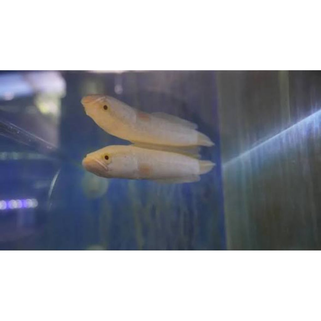 kebutuhan hiasan chana striata albino ekor lurus