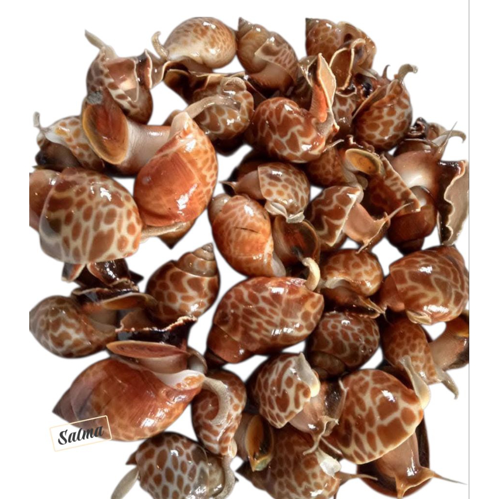keong macan segar keong laut super premium