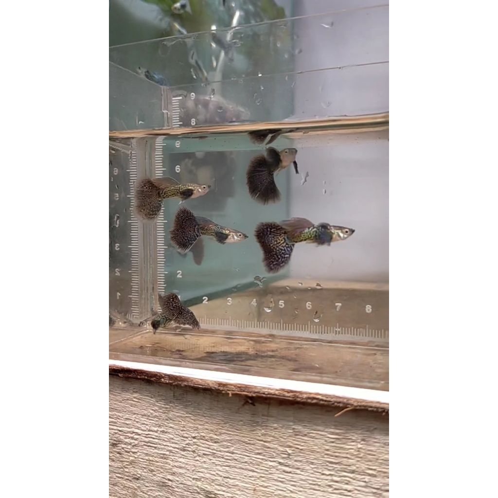 hiasan aquarium guppy purple dragon