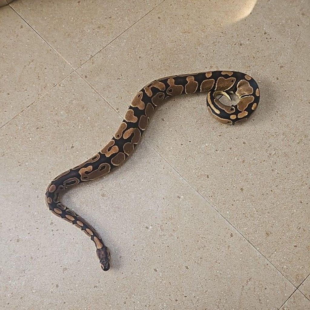 Ball phyton juvenille female