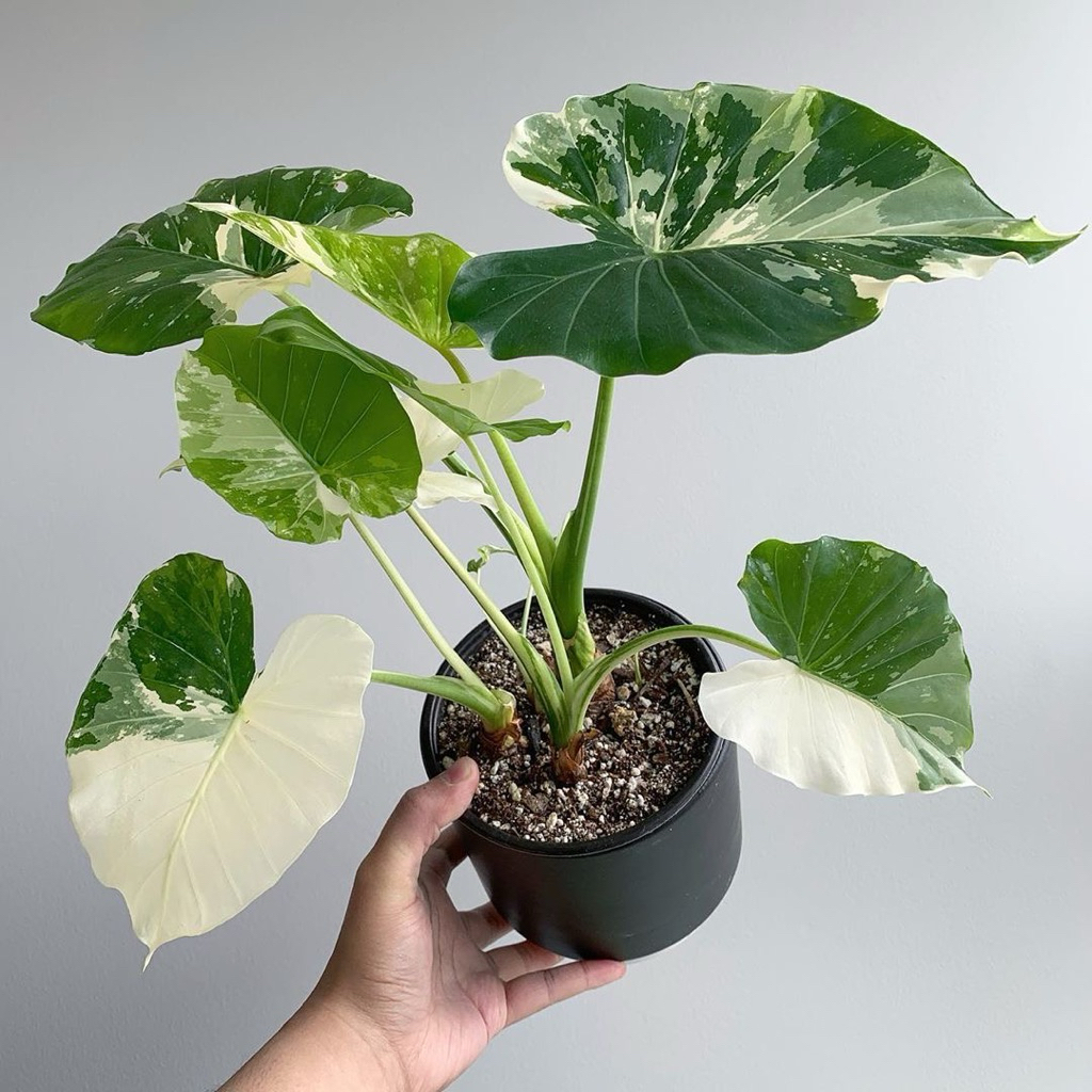 BIBIT BONGGOL TANAMAN HIAS KELADI SENTE VARIGATA CALADIUM VARIGATA