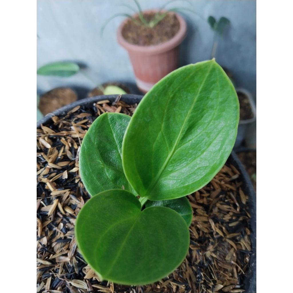Anthurium mangkok Rasputin original ( roset)