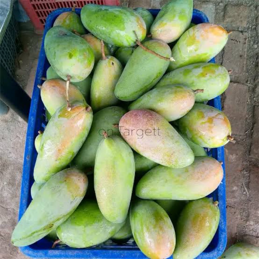 bibit  mangga valid kiojay siap berbuah
