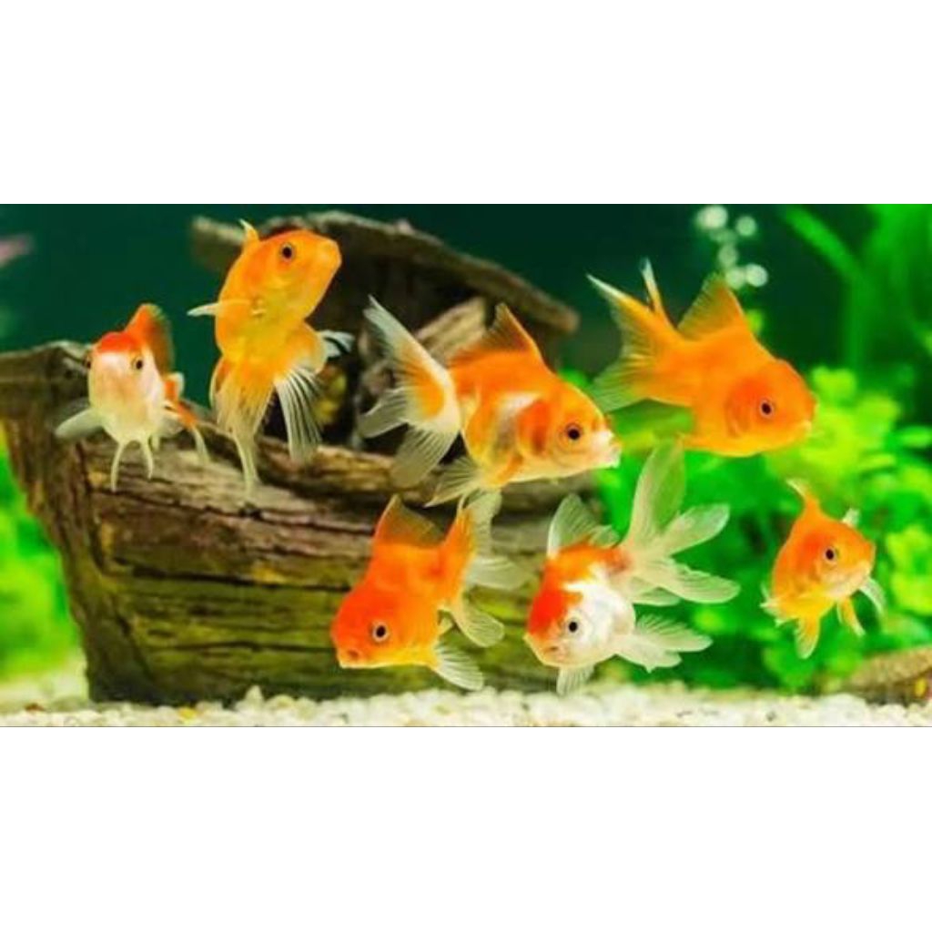 ikan hias mas koki ( Jawa ) / ada jambul tipis ukuran 7 - 10