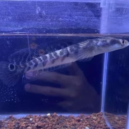 chana ys full cabung