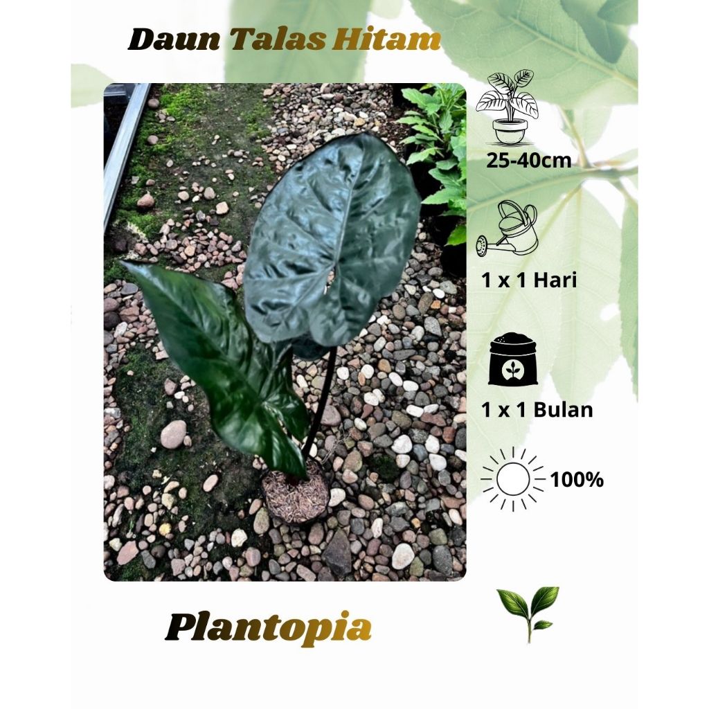 Tanaman Daun Talas Hitam - Daun Sente Hitam