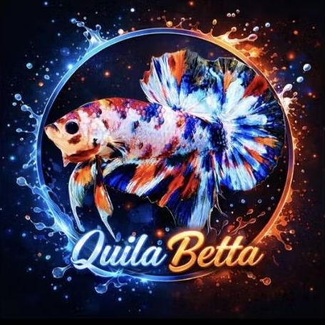 Cupang Jantan Multicolor Top Grade