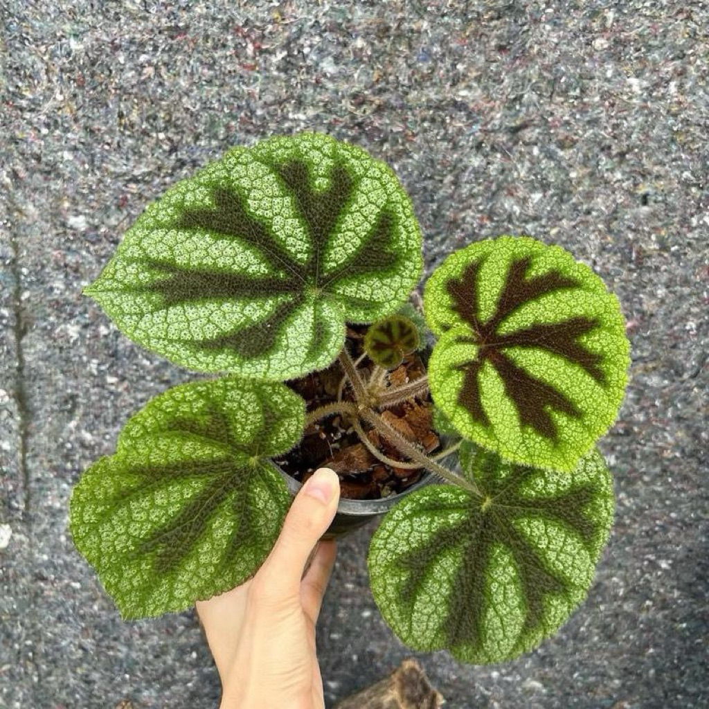 Begonia tapak macan | Tanaman begonia tapak macan | Begonia iron cross | Begonia plant