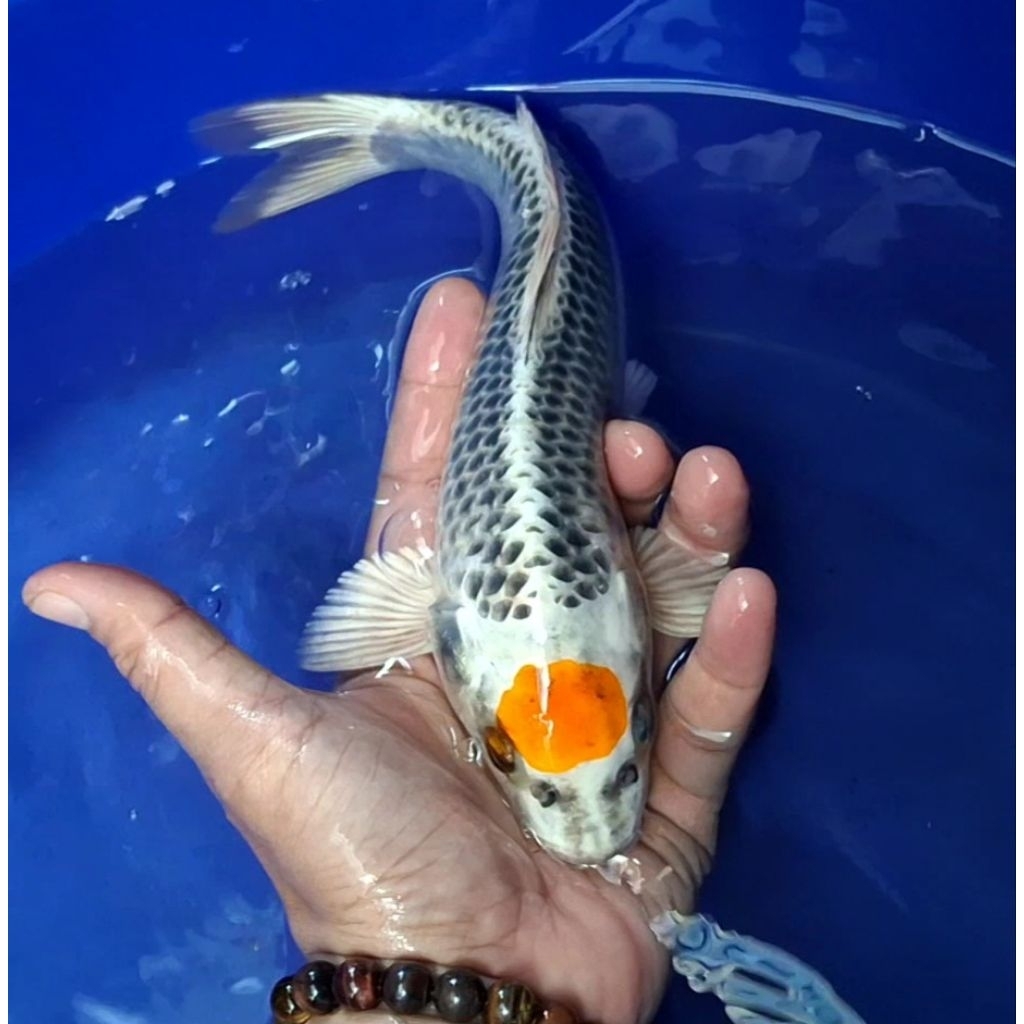 Ikan Koi Blitar Jenis Tancho / Rumah Koi Jakarta / Kode 004