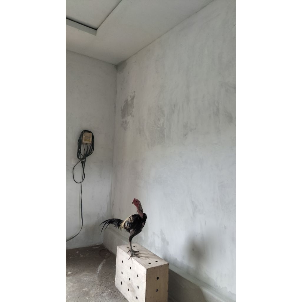 Ayam Pama IQ polesSiapan