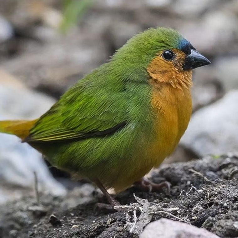 BAMBOO FINCH SEPASANG DEWASA ( BURUNG FINCH Langka)