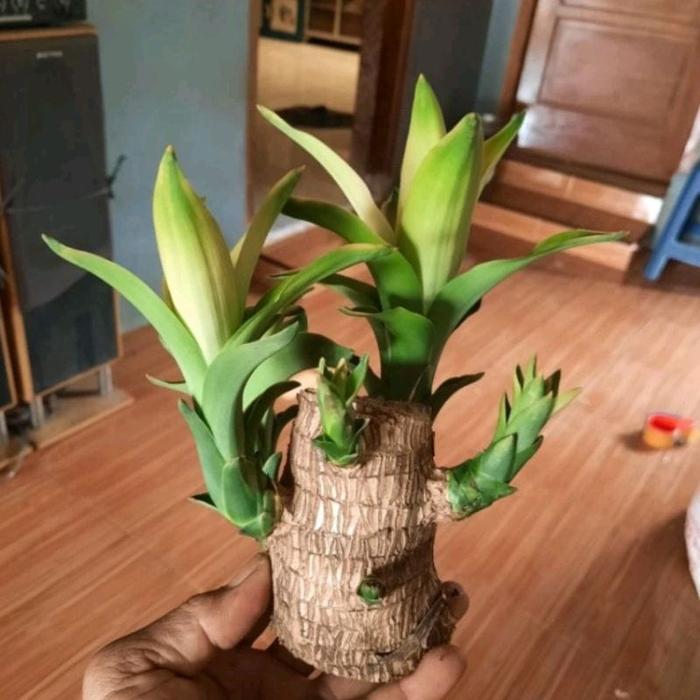 stek pohon hanjuang Brzilian hijau/ Hanjuang Hijau Bahan Bonsai