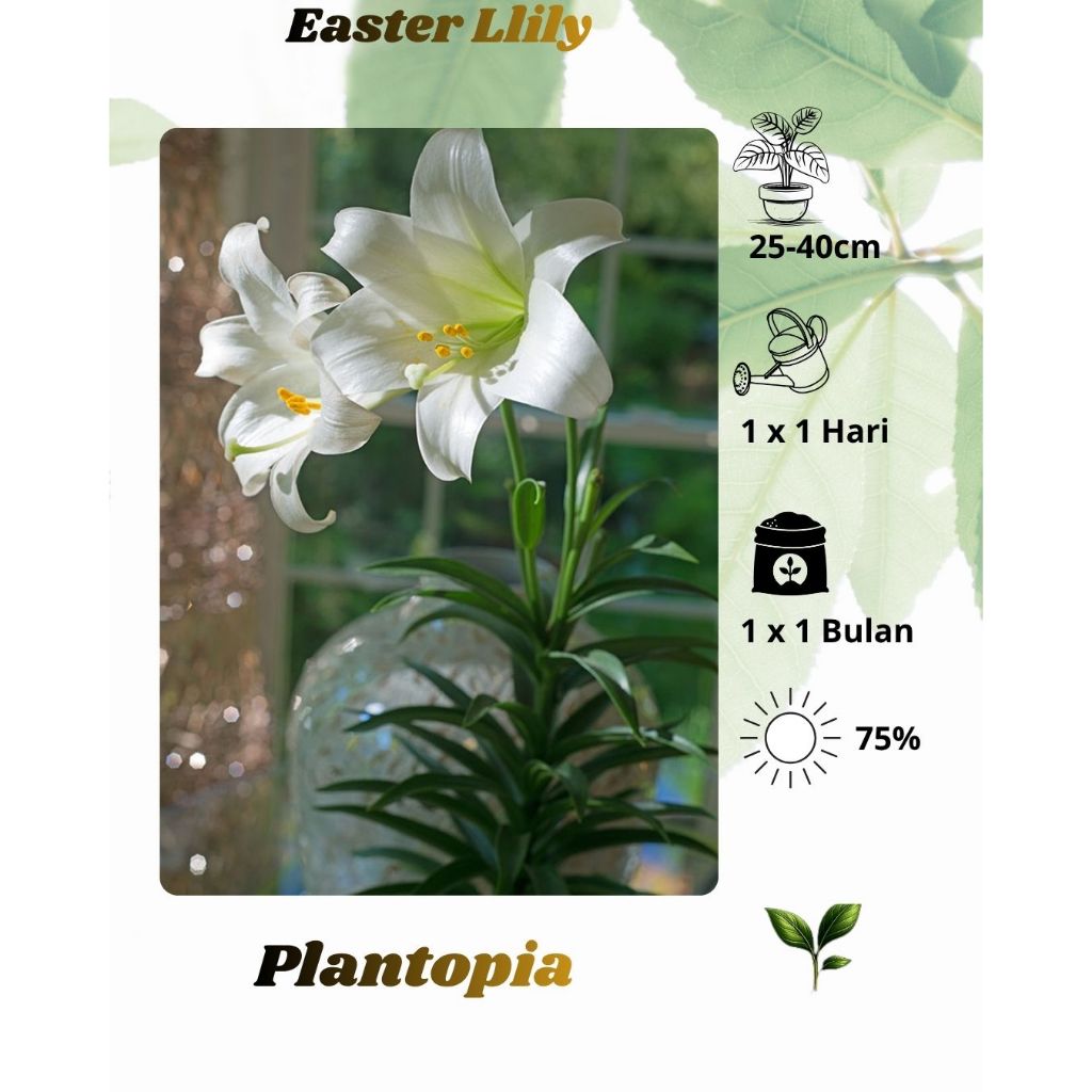 Tanaman Bunga Easter Lily - BIbit Bunga Casablanca Putih