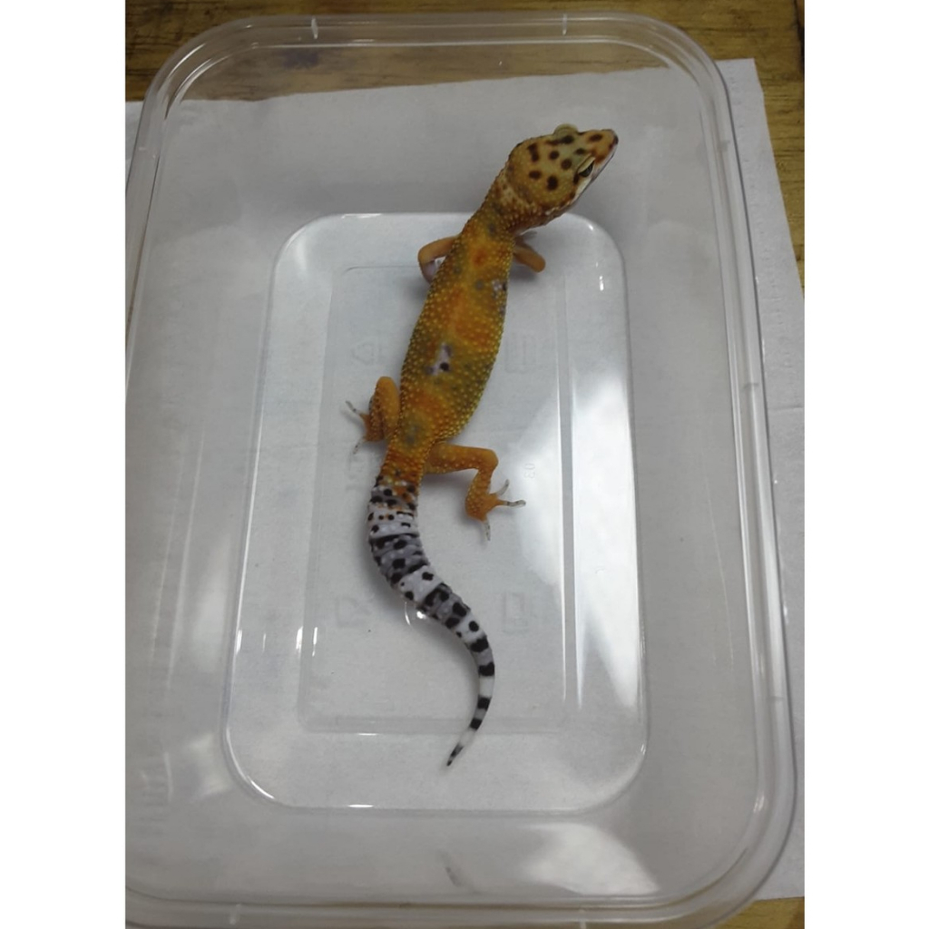 Leopard Gecko Emerine Jungle | Gecko Sehat Aktif | Reptile Jinak Mudah Dipelihara - EM04