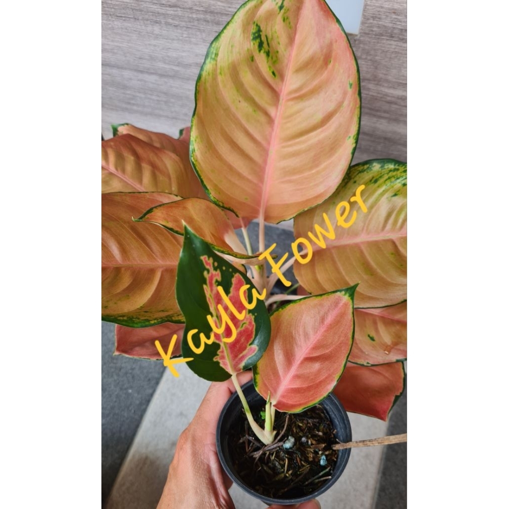 Aglonema Kochin Brown|Anakan 2/ 3 Daun|Warranty ID