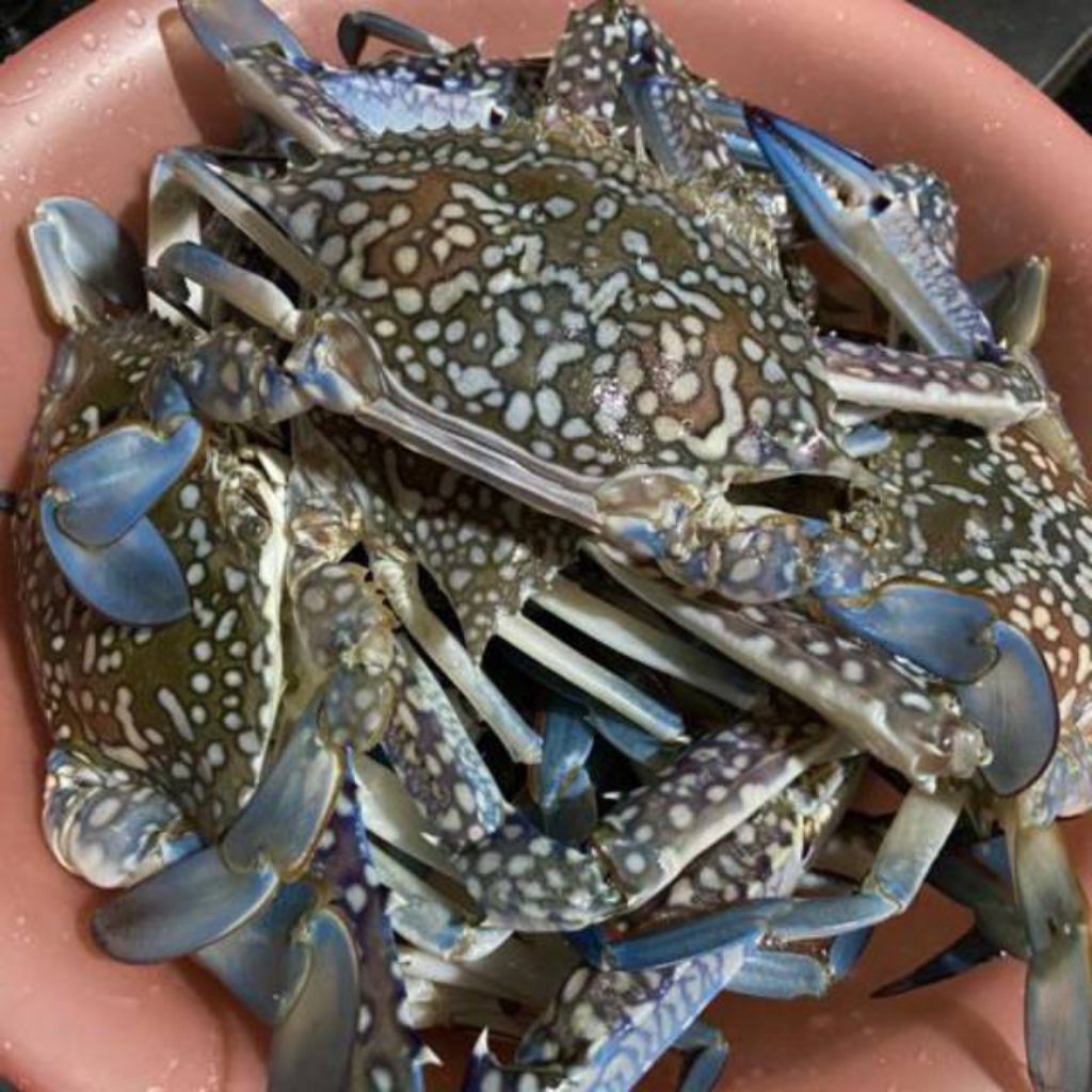 rajungan hasil laut