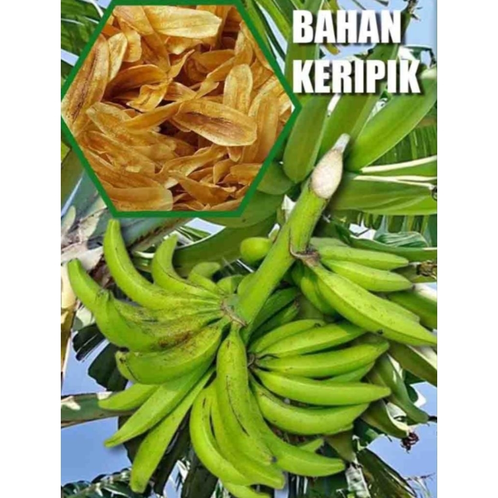 Pisang tanduk mentah tua 1kg