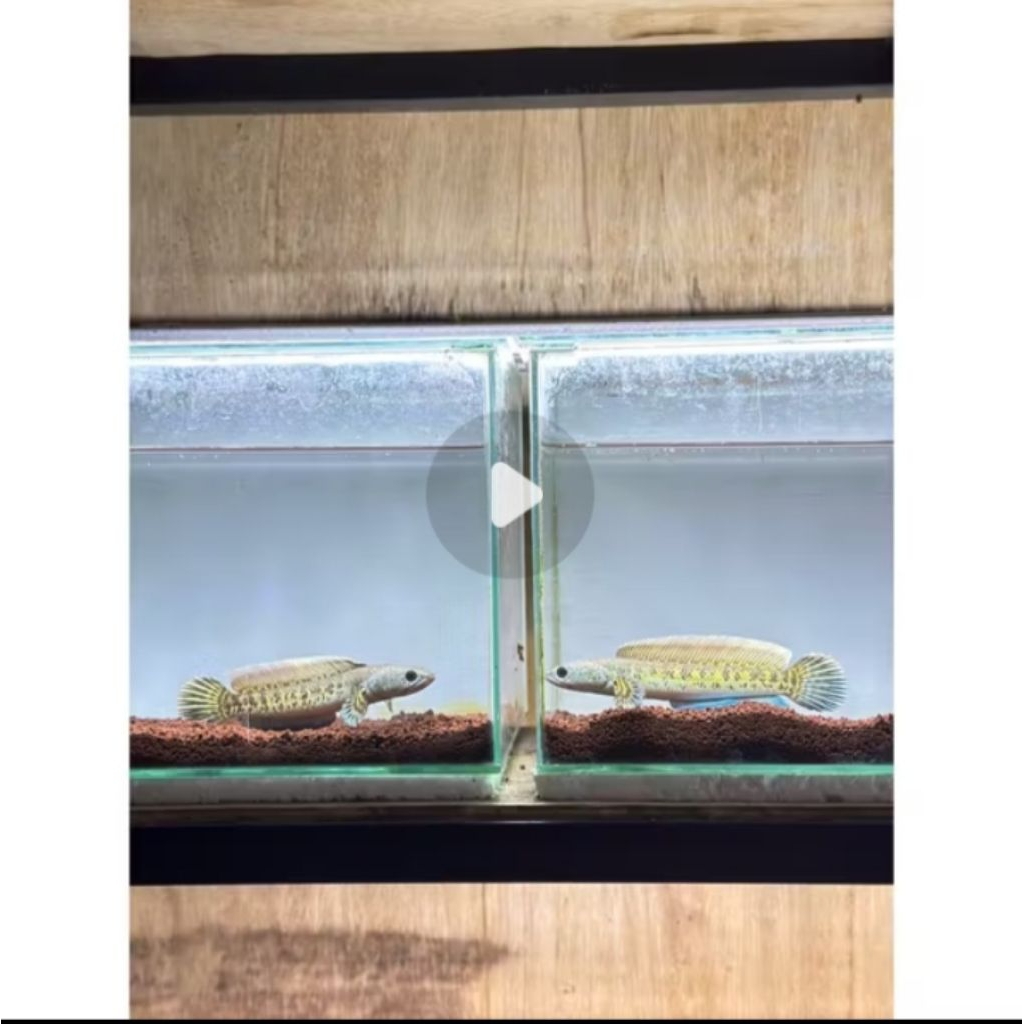 Ikan Channa Auranti Ukuran 8-20cm - Garansi Kematian Saat Kedatangan