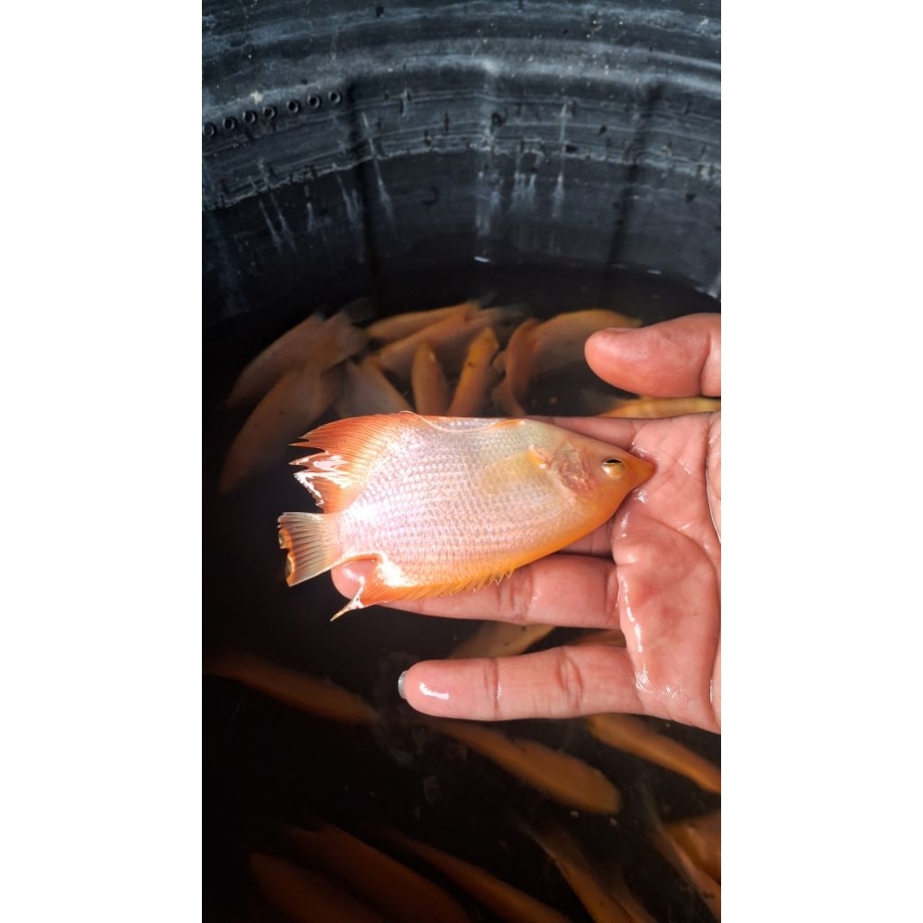 Bibit Ikan Gurame Padang 3 jari Kwalitas