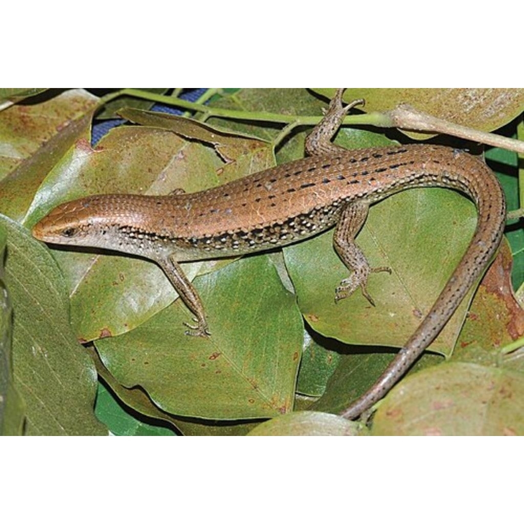 kadal kebun atau kadal sawah per ekor