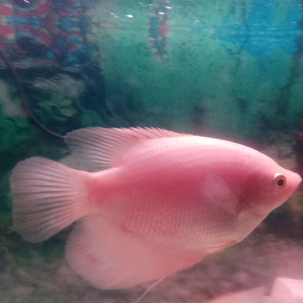 Gurame Padang -+4jari