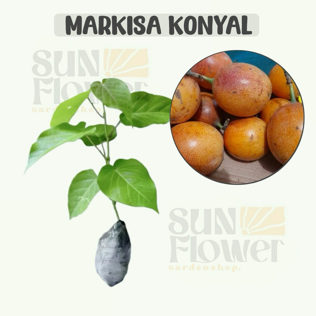 bibit buah markisa konyal