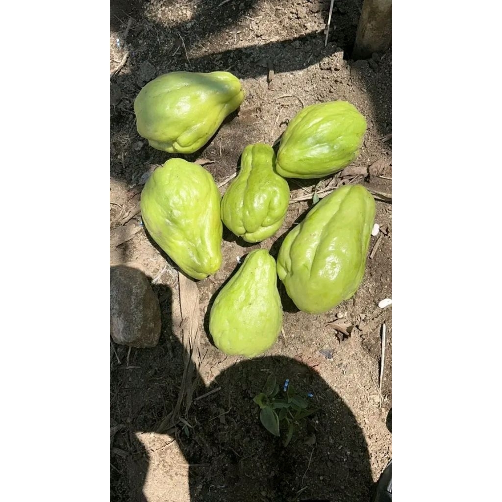 labu cina