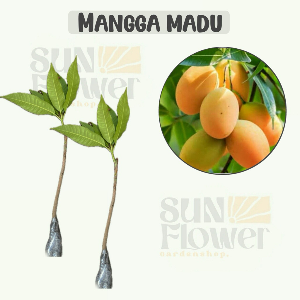 bibit buah mangga madu