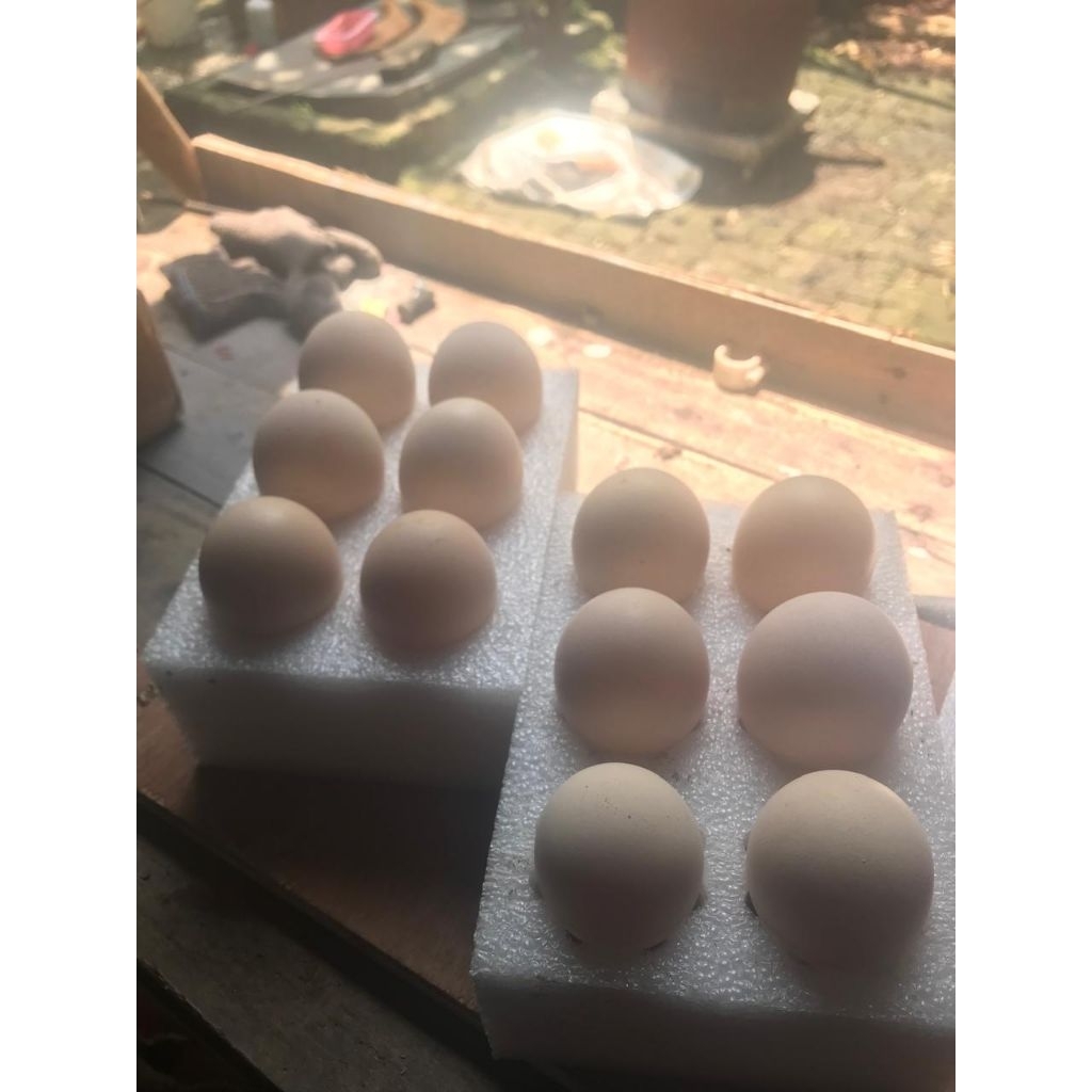 Telur Fertile Unggulan Ayam BP3 (Black Permud 3)