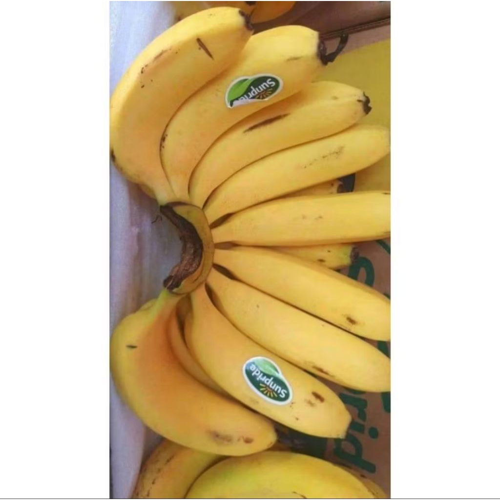 BPROMO Bibit Pisang, Bibit Pisang Cavendish, Jual Bibit Pisang Cavendish Sunrise