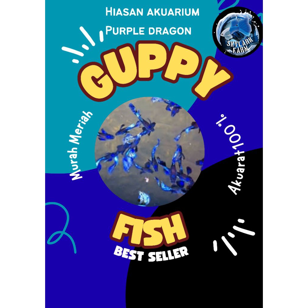 Guppy Purple Dragon Hm Dumbo | Grade A | Promo3pasang