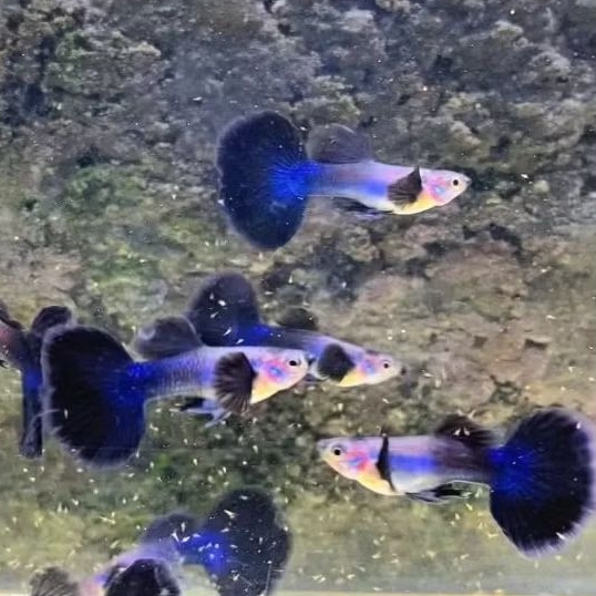 sepasang Guppy hb blue drak daimond