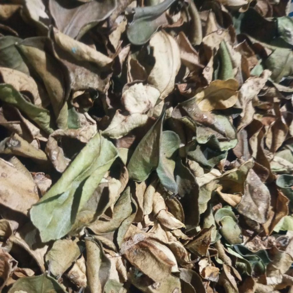 Daun Jeruk Purut Kering 100 gr