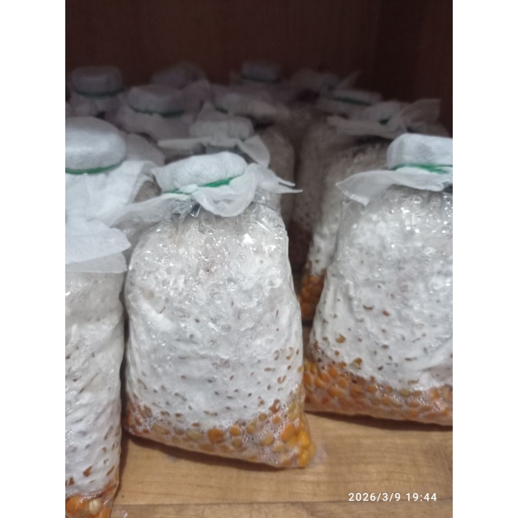 bibit jamur  tiram f2  kemasan