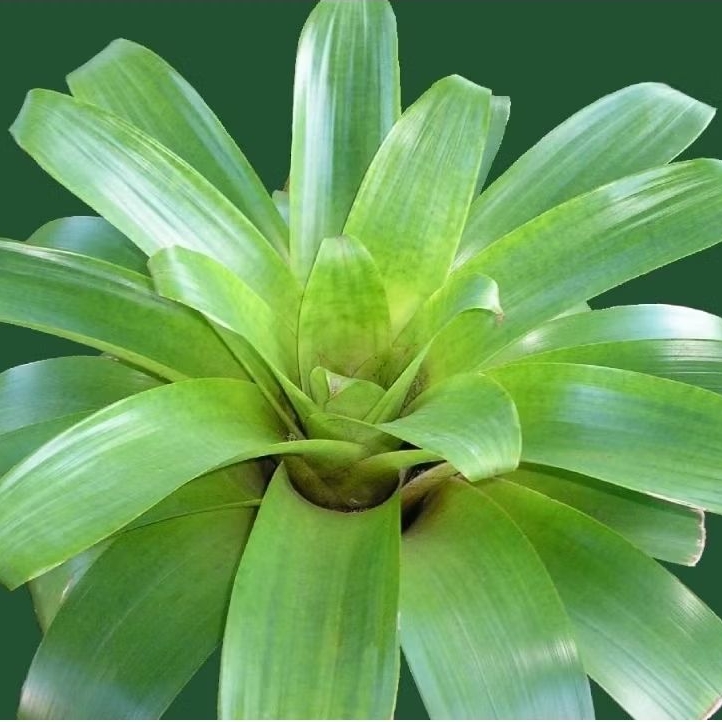 Tanaman Bromelia Hijau Polos / Green Bromeliad / Bromelia Hijau
