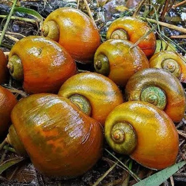 Keong Sawah Jumbo Hidup Segar 1Kg | Keong Sawah Besar Fresh