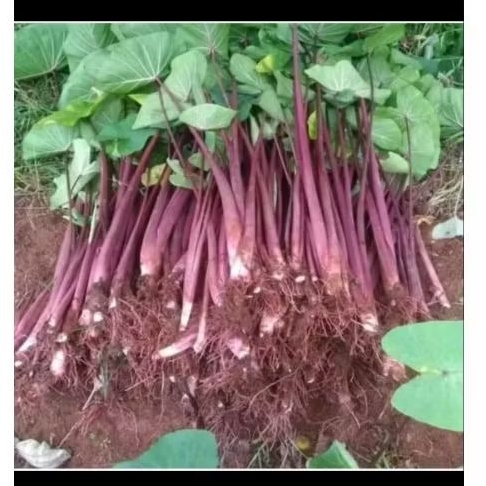 Bibit talas kimpul talas bogor ungu isi 10 bibit