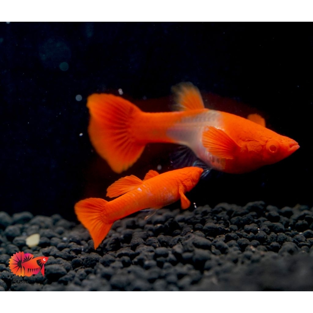 Ikan Guppy ALBINO KOI /BERGARANSI