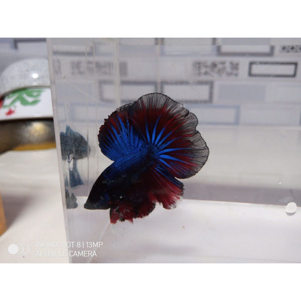 Cupang Halfmoon Jantan Size M Motif 5