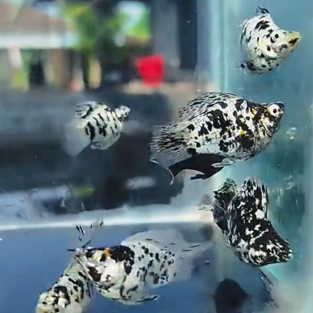 HIASAN AQUARIUM MOLLY MARBLE ROUNDTAIL DAN CAWANG