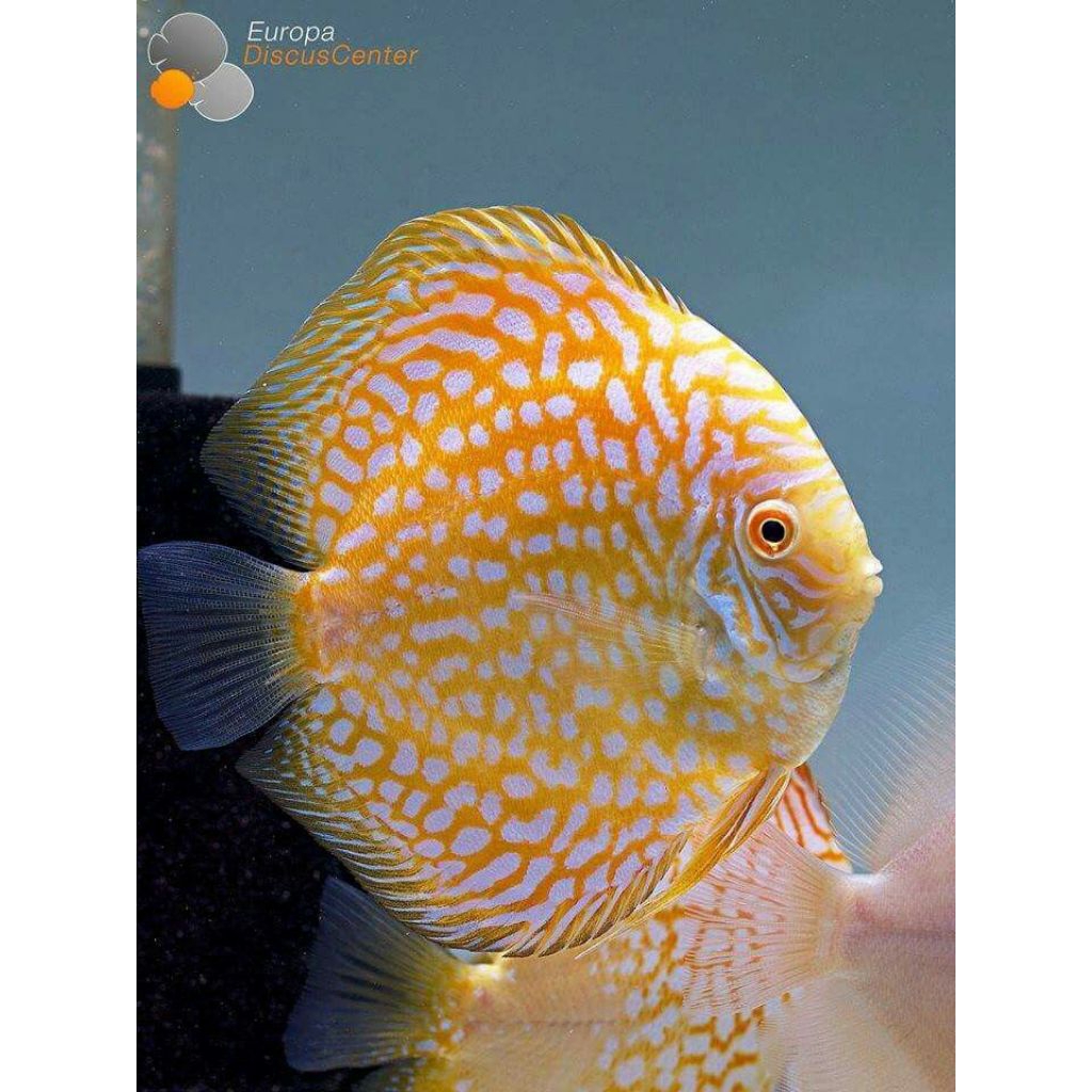 Discus yellow pigeon hiasan aquarium aquascape